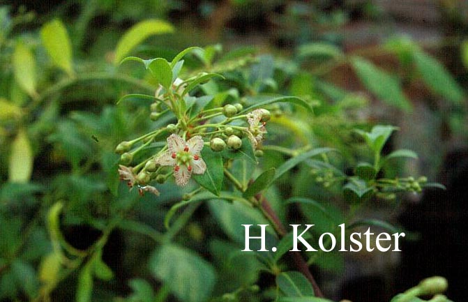 Euonymus tingens