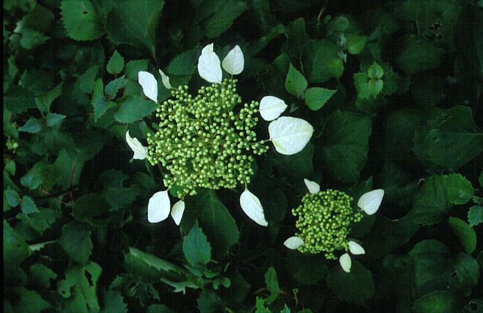 Schizophragma hydrangeoides