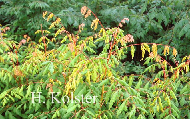 Koelreuteria paniculata 'Coral Sun'