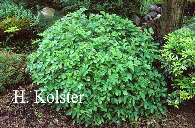 Sambucus nigra 'Pygmy'