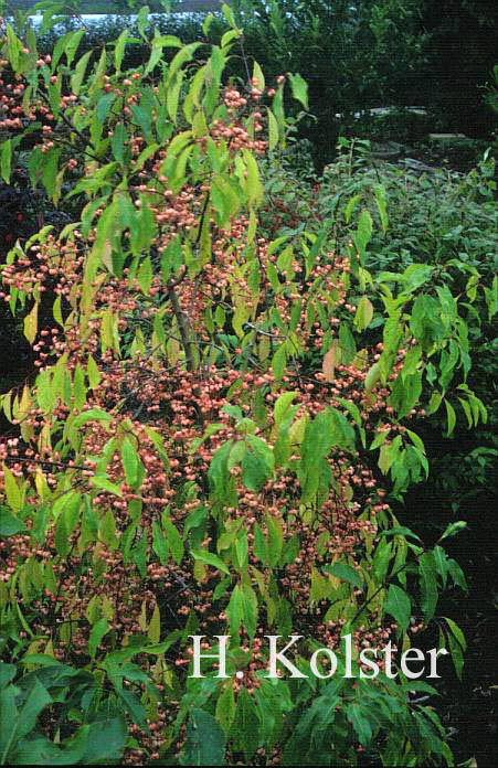 Euonymus bungeanus 'Dart's Pride'