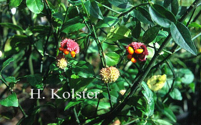 Euonymus americanus