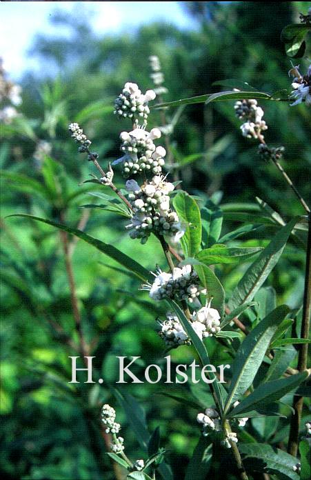 Vitex agnus-castus