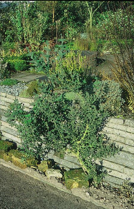 Colletia paradoxa