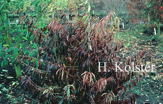 Euonymus grandiflorus 'Red Wine'