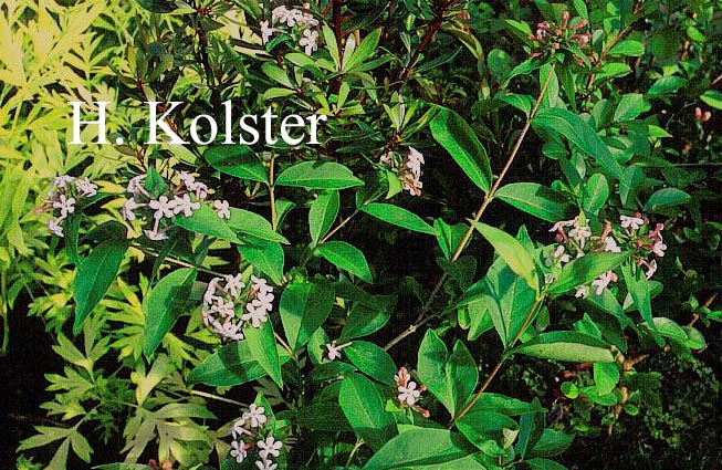 Abelia mosanensis