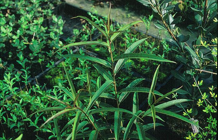 Stachyurus salicifolius