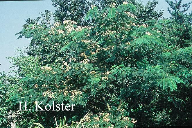 Albizia julibrissin 'Rosea'