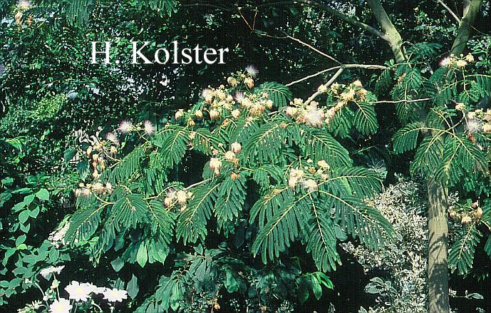 Albizia julibrissin 'Rosea'