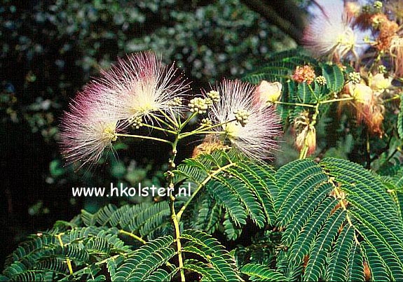 Albizia julibrissin 'Rosea'