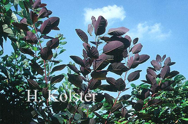 Cotinus 'Grace'