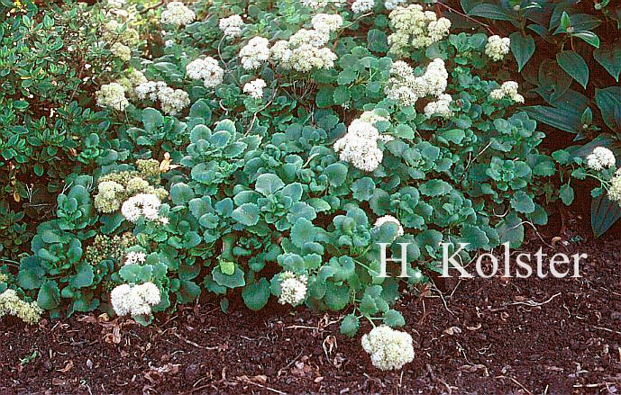 Sedum populifolium