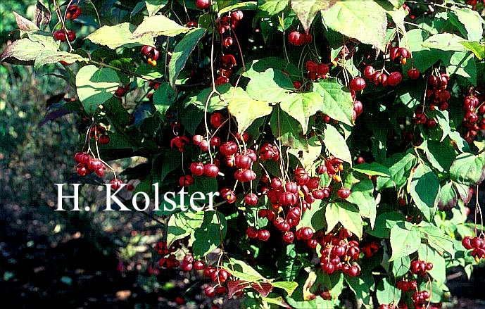 Euonymus oxyphyllus 'Waasland'