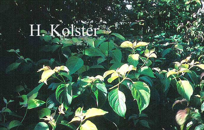 Cornus controversa 'Candlelight'