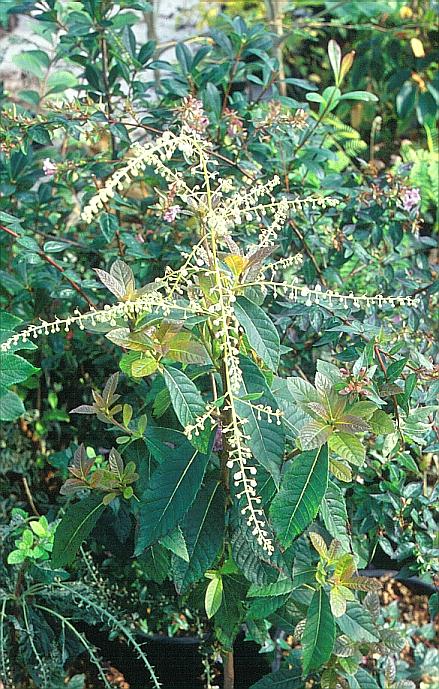 Clethra pringlei