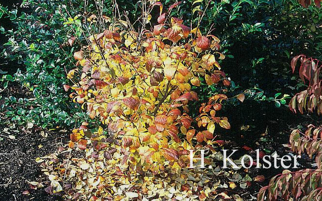 Euonymus planipes