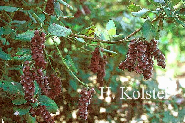 Garrya elliptica