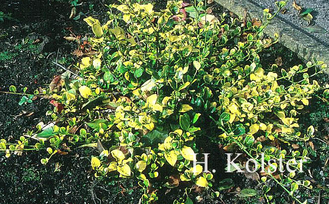 Euonymus vagans