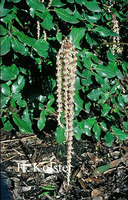 Garrya issaquahensis 'Pat Ballard' (78667)