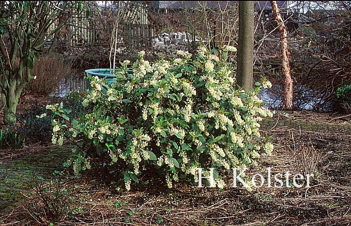 Ribes laurifolium