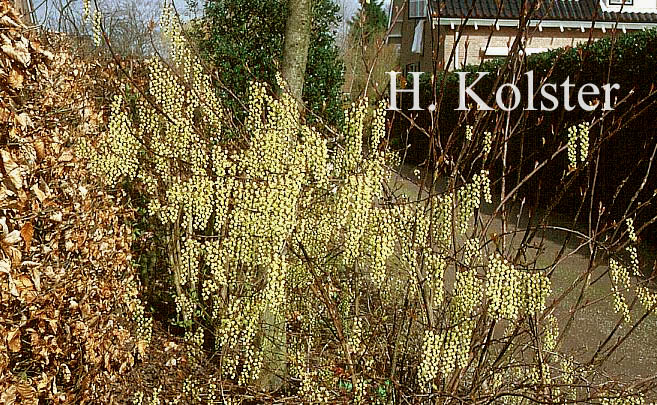 Stachyurus chinensis