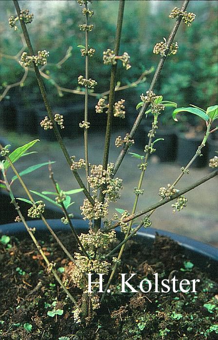 Debregeasia edulis