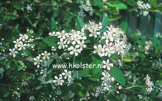 Aronia arbutifolia 'Erecta' (78689)