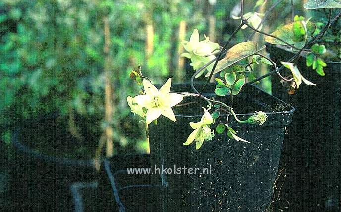 Clematis petrie (78703)