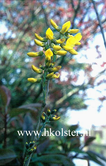 Sophora mollis