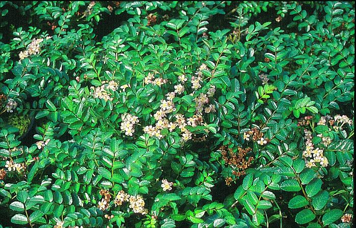 Sorbus poteriifolia