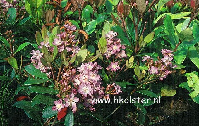 Rhaphiolepis indica 'Pink Cloud'