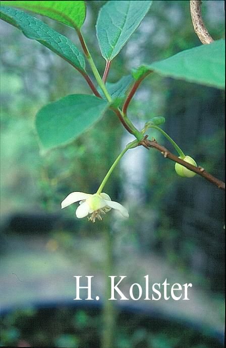 Schisandra grandiflora