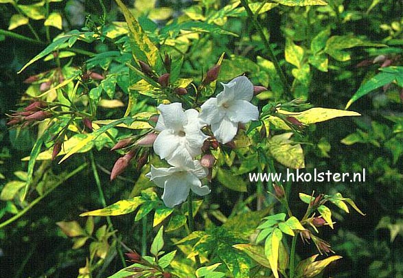 Jasminum officinale 'Aureovariegatum'