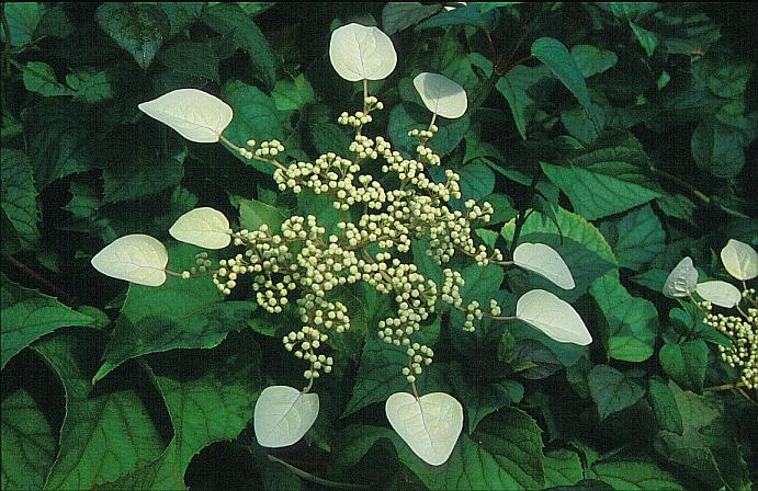 Schizophragma hydrangeoides 'Moonlight'