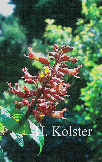 Aesculus sylvatica 'Georgiana'