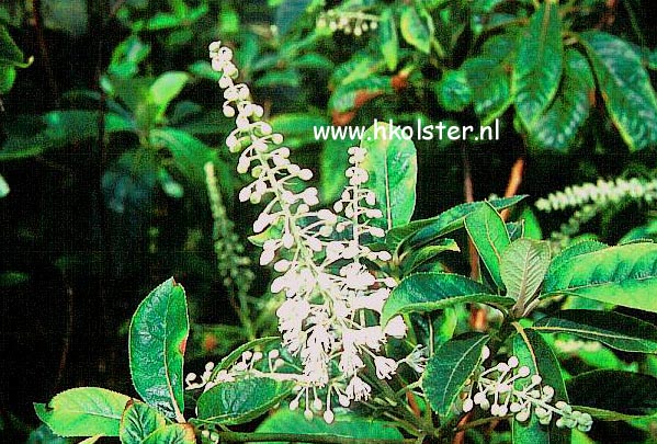 Clethra monostachya