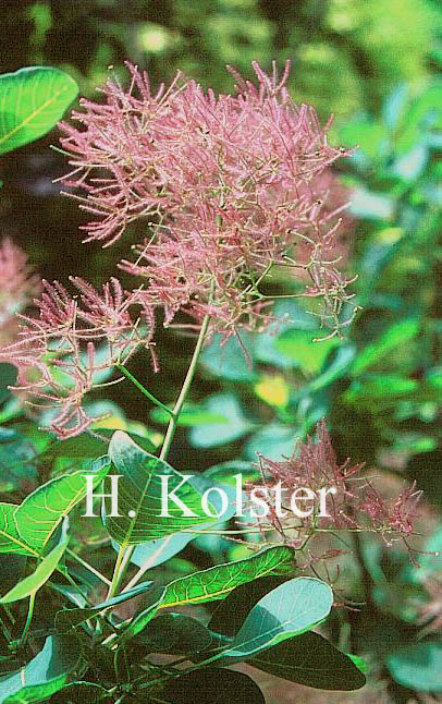 Cotinus coggygria 'Purpureus'