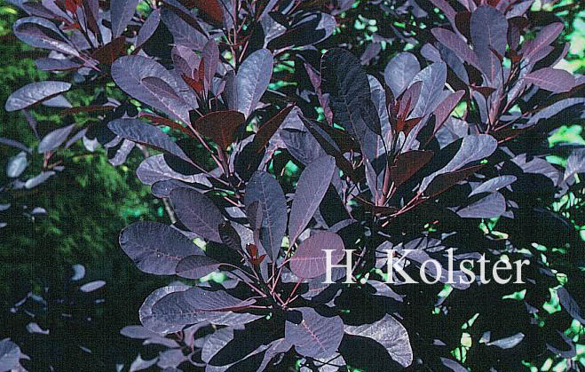 Cotinus coggygria 'Velvet Cloak'