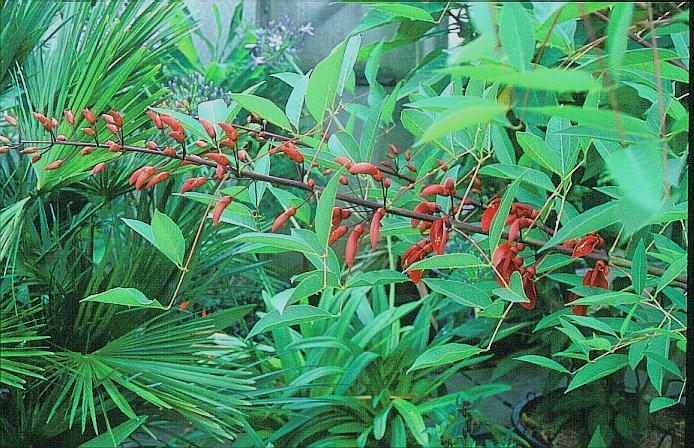 Erythrina crista-galli 'Compacta'