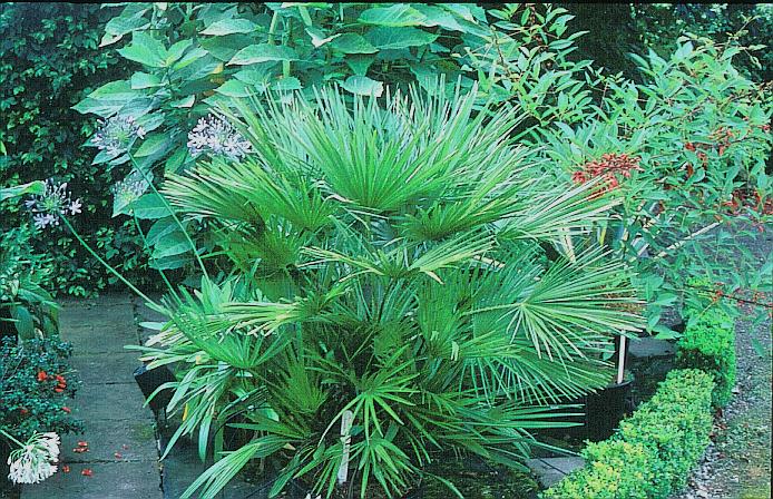 Chamaerops humilis