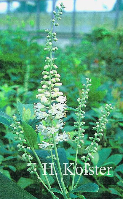 Clethra tomentosa