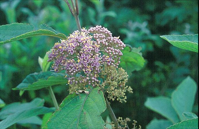 Callicarpa cathayana