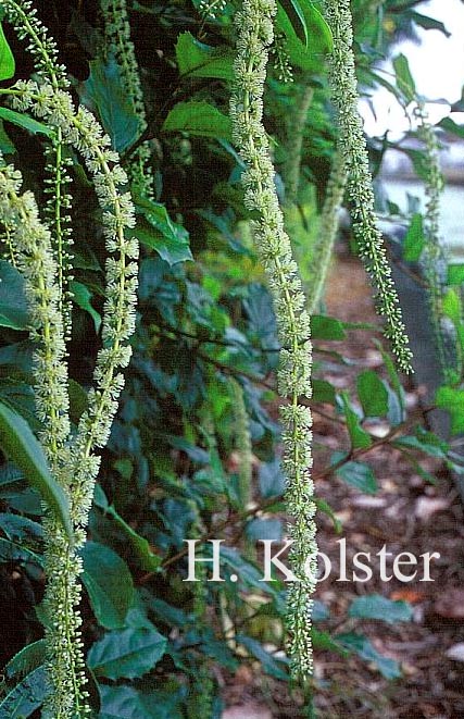 Itea ilicifolia