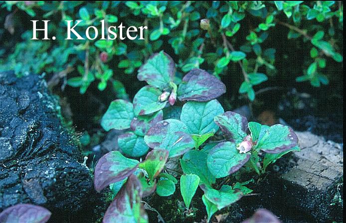 Vaccinium praestans