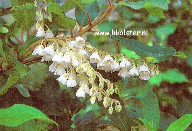 Clethra arborea