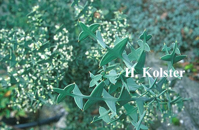 Colletia paradoxa