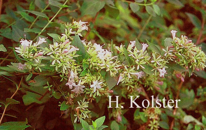 Abelia chinensis