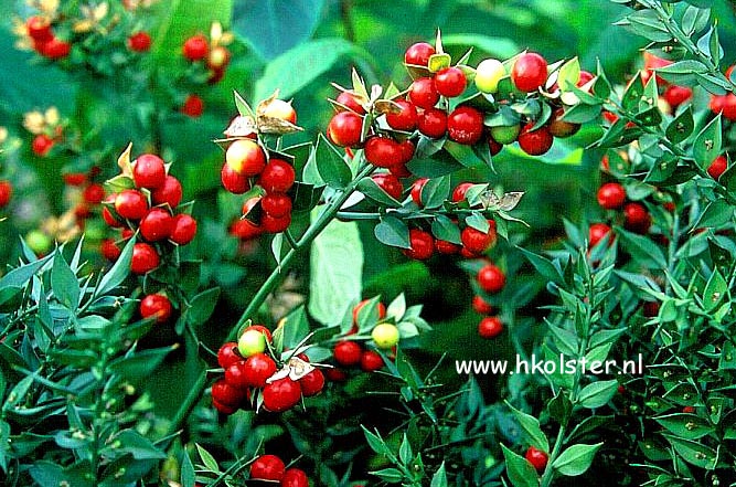 Ruscus aculeatus