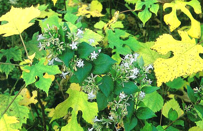 Abelia biflora