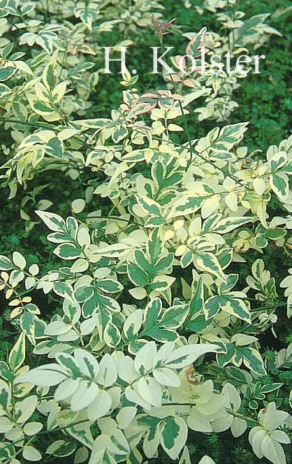 Jasminum officinale 'Aureovariegatum'